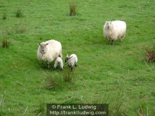 Sheep
